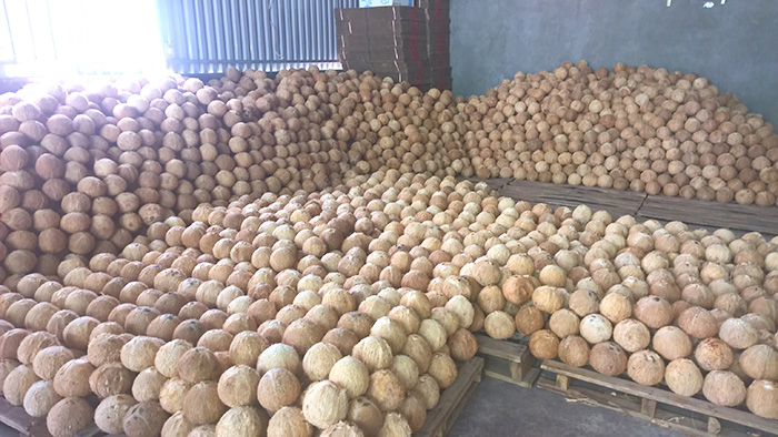 Sản xuất rượu trái dừa bến tre bằng phương pháp ngâm ủ truyền thống